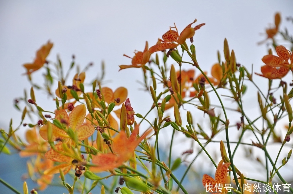 六神丸|这18味药,看似普通,却不可轻视!在中药配伍中,治病出奇制胜!