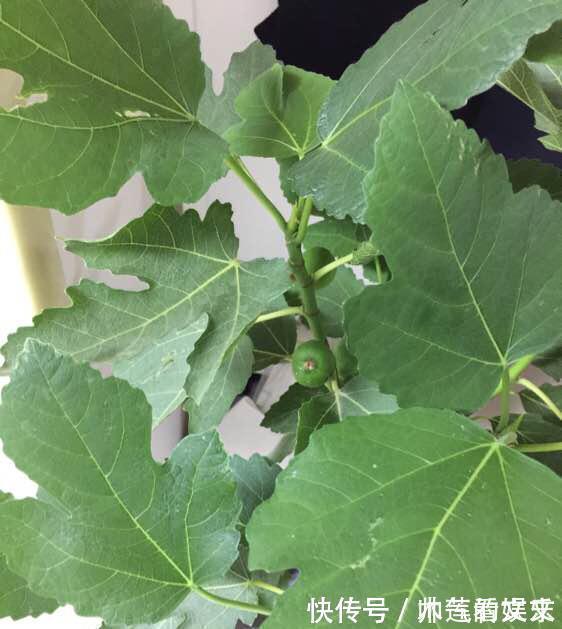 无花果|阳台种“无花果”,注意3个小细节,不掉果,果子多,甜又大!