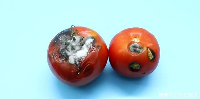 西红柿烂了别丢,越烂就越好,以前丢掉都浪费了!