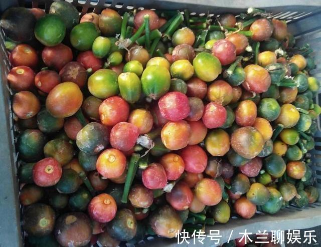 君子兰籽|30元买一斤“君子兰籽”,养1月“出苗”100棵,瞬间变“大户”