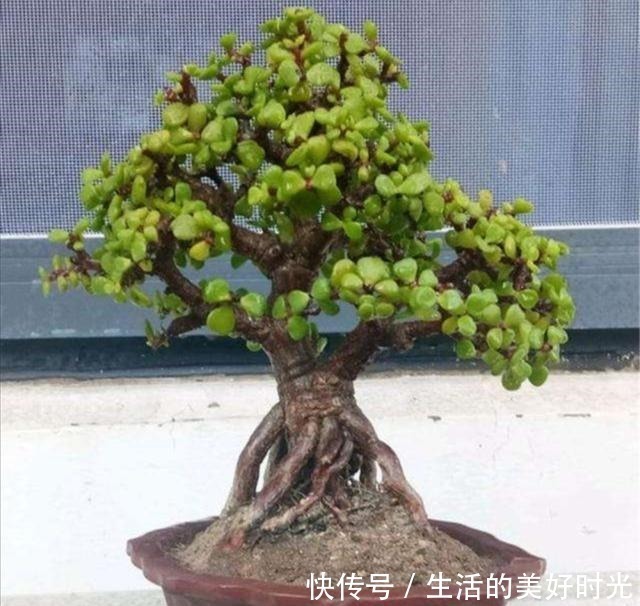 养分|金枝玉叶养成盆景,不只是简单的浇水,还应做好这几件事!