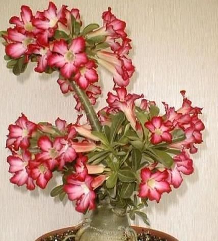 龙骨花龙骨花|适合懒人养的“怪花”，1个月不浇水，反而还开花更猛了