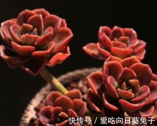 养多肉别忘了巧克力方砖