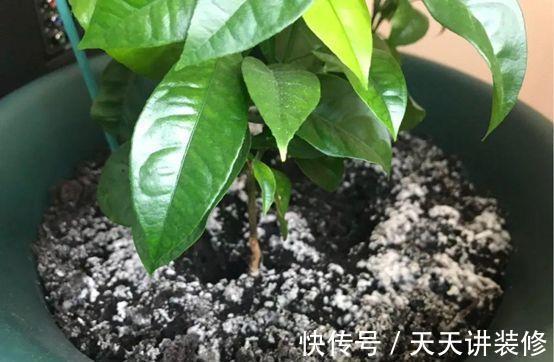 煤炭球|烧完的煤炭球养花前,需先按这些步骤处理、用