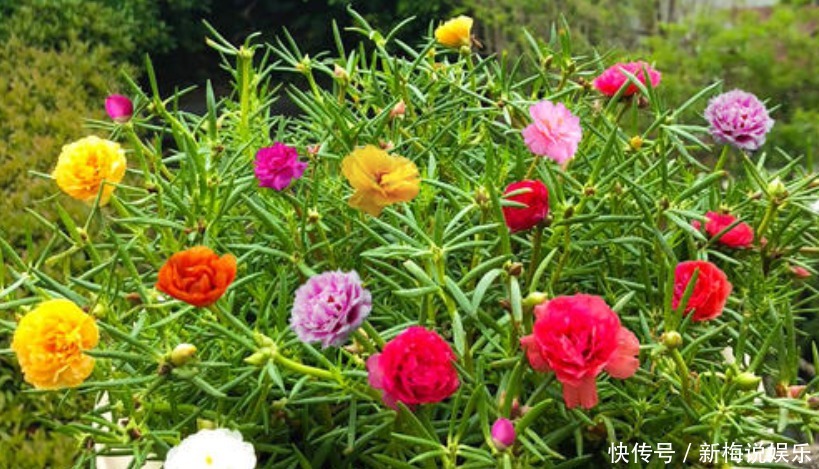  养花|养花就养这5种，一年可以开多次，关键是皮实又好养！