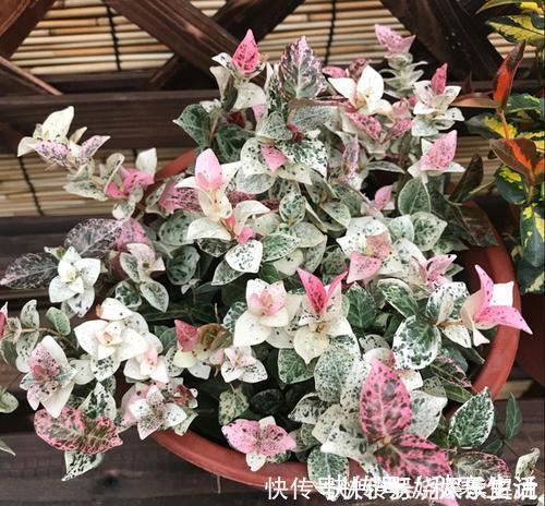 阳台|忘了绿萝吧!这花耐阴又好养,叶比花还美,是阳台盆栽佳品!