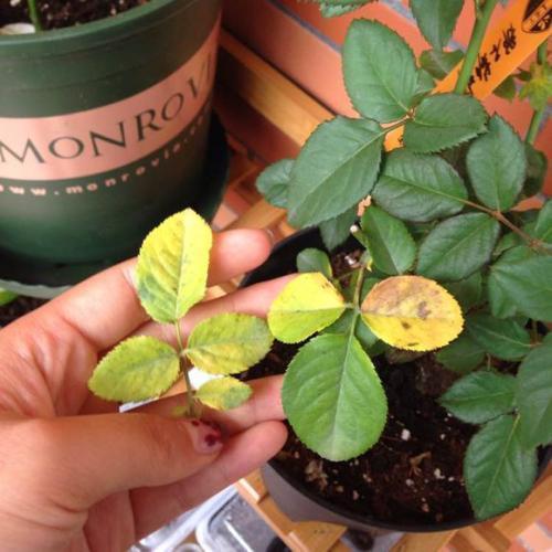 它是盆栽植物黄叶的“克星”，浇水时加几滴，黄叶几天就变绿了！