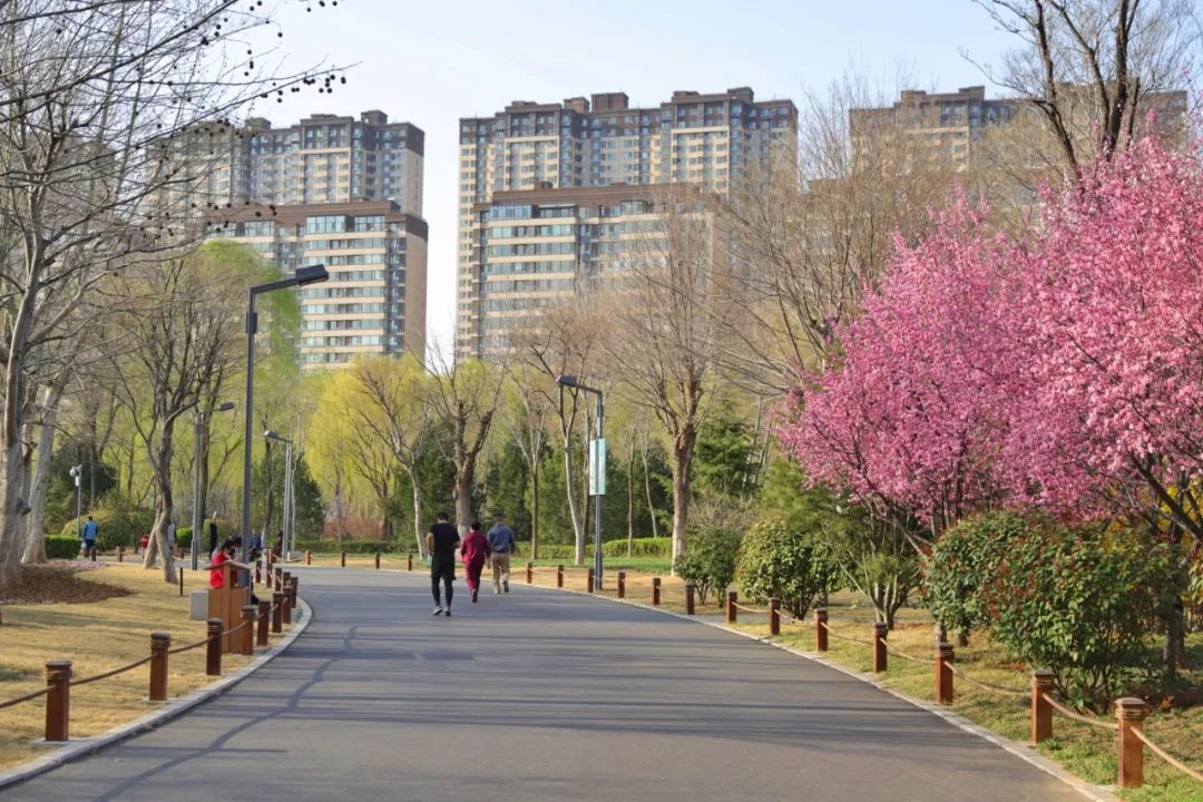 一万个春天的文案，都不如济南郁金香花海来得浪漫，快来打卡