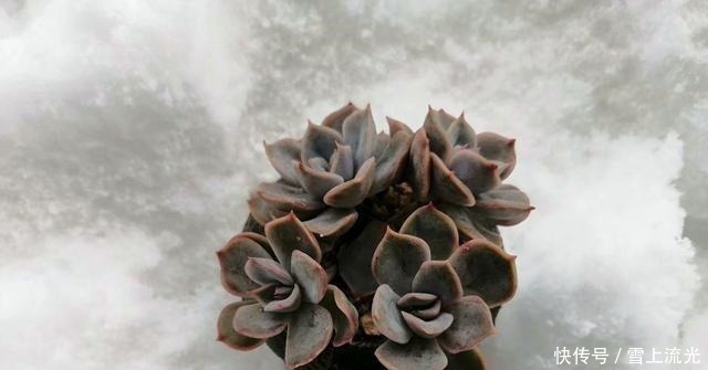 雪水|用上3种天然水浇花,促进根系生长增加营养,遇到了一定要存点