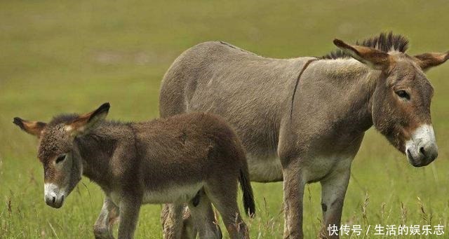 种动物|这4种昂贵的动物液体,人类占2种,即使你有钱也无法买到!