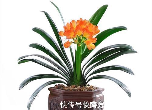 养君子兰一点也不难，但不能乱养，只需掌握四点就足够了