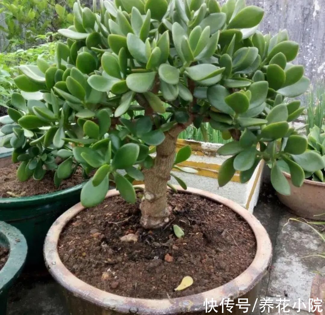 养玉树,5个关键点做好,生长速度快,长成粗壮盆景