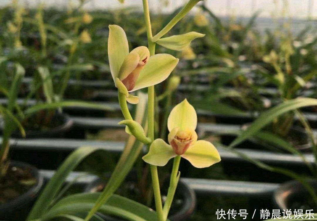 花300块买的建兰夏皇梅开花了,虽然只有一箭,不过好美好香哦