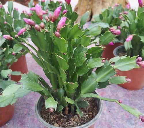 3种花很便宜,十元买一盆,开花漂亮又好养