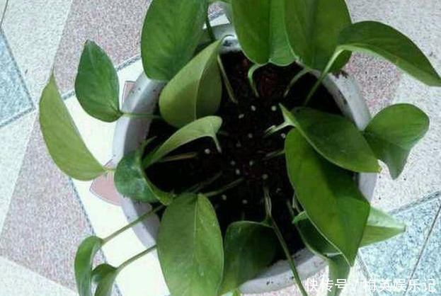 绿萝越养越差,就差成光杆了学会这3招,起死回生再爆盆!