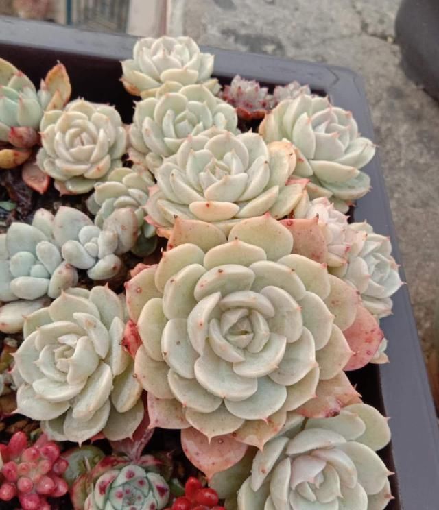 从小|养了5年多肉,从小白变成大神,这些经验送你了