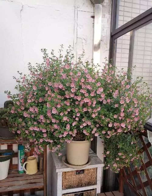 这份让春季花园“爆花”的清单你收藏一下吧！