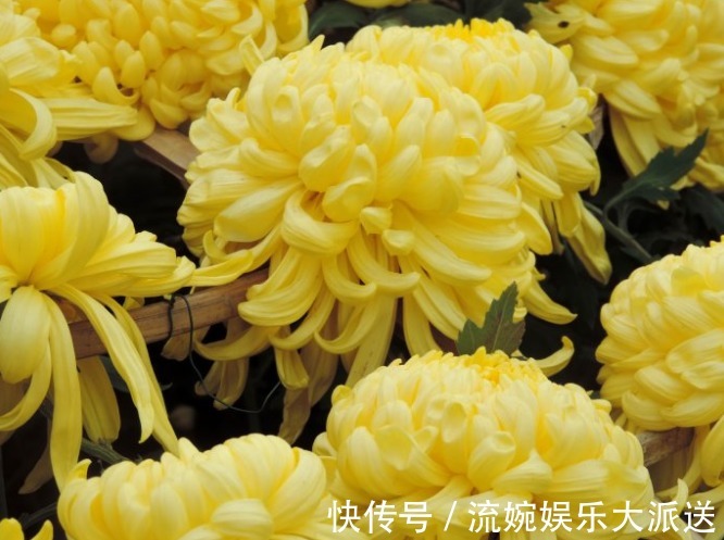 牡丹|喜欢养菊,不如养盆“菊中珍品”金牡丹,花似牡丹,金光灿灿,美