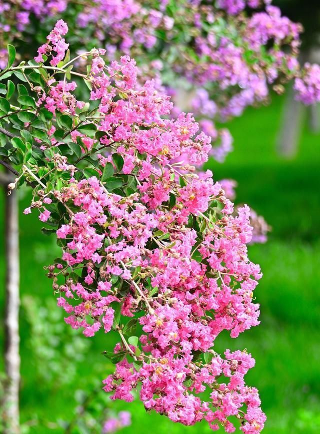 观赏价值|口碑好的“3种花树”，适合种在院子里，能让庭院更高档