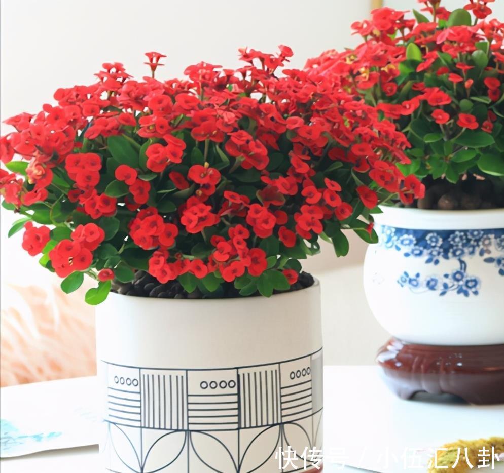 叶片|4种“四季花”，好养又漂亮，一年至少能开300天，值得拥有