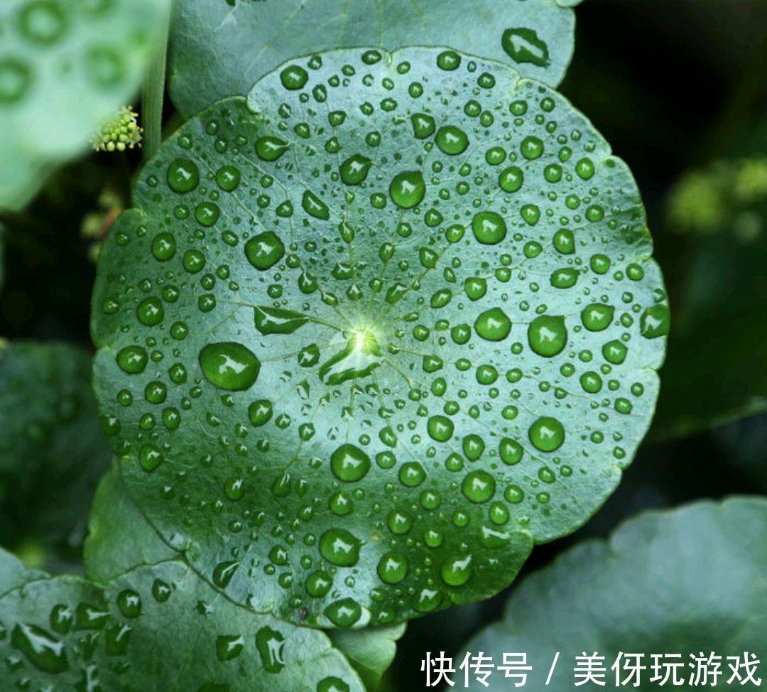 九死还魂草|9种养不死的花,绿萝只能排最后,再养不活就剁手吧