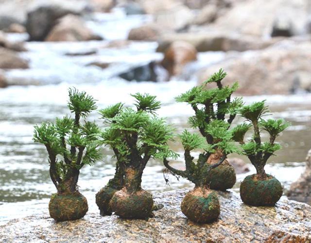 观赏价值|谁上山遇到万岁草,也别忽视,记得拔1棵带回家,好处很多