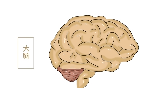 人老了多走路好,還是要少走路?研究結果來了,還算可靠