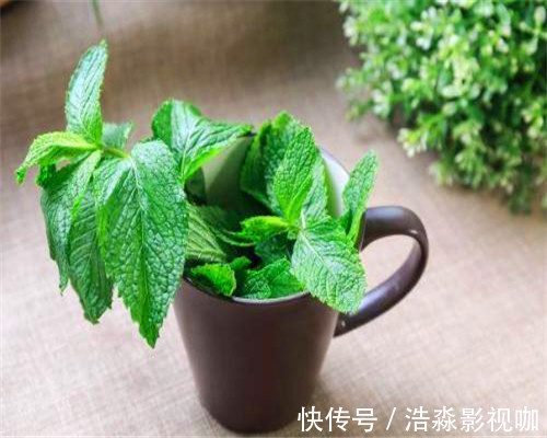 土壤|薄荷叶子枯黄怎么办教你3个养护小妙招，叶子绿油油充满生机