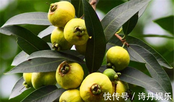 蒲桃|女性不想显老、不妨多吃以下三种食物、排毒养颜好帮手