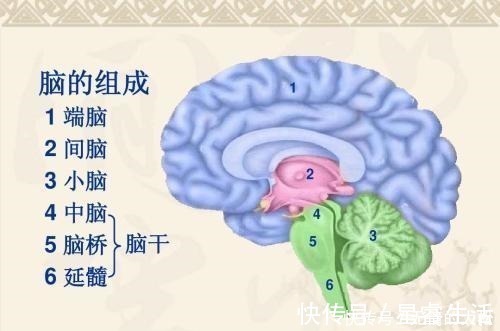 智力|孩子脑袋大就聪明？影响孩子智力的其实是这3样，家长别被骗了