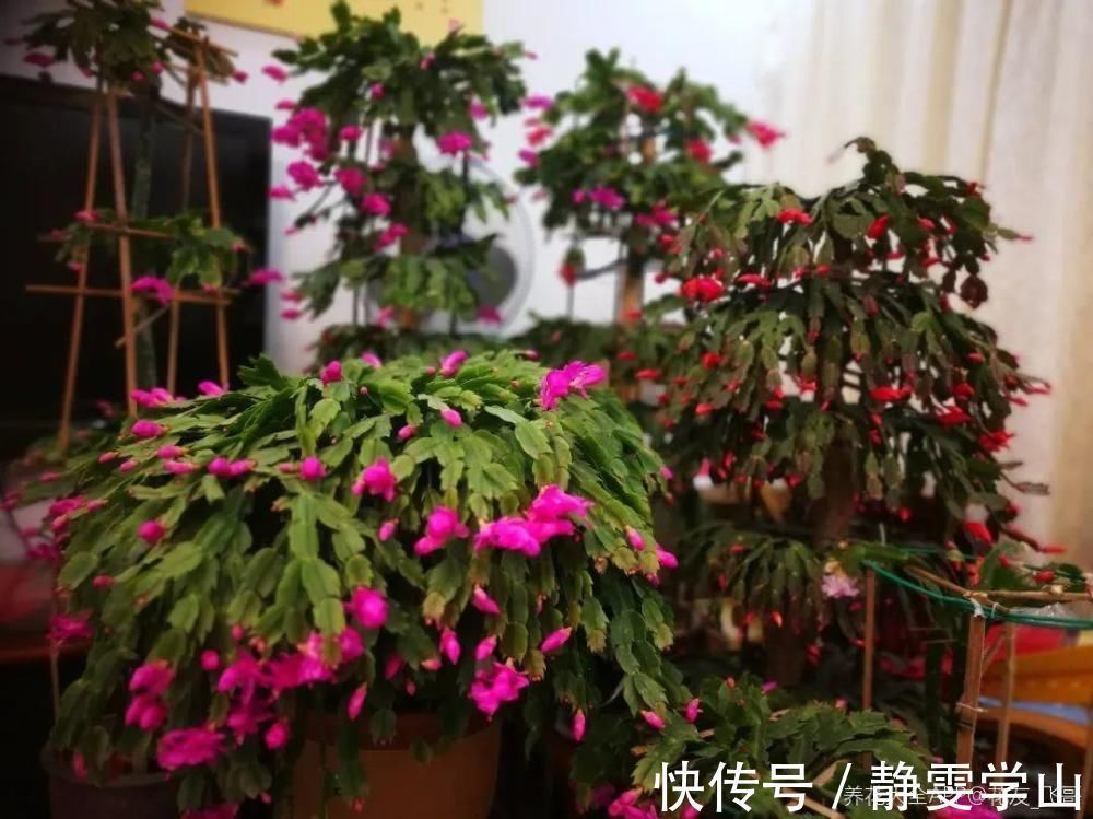 叶子|养护蟹爪兰,要注意8个要点,才能开出仙气飘飘花