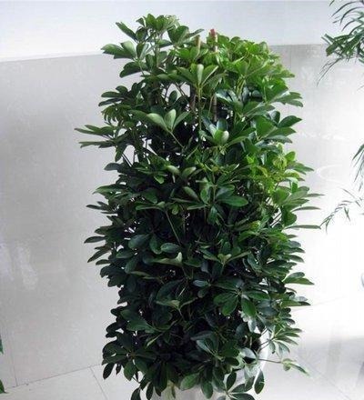 这几种高档花,摆在客厅,高级不失优雅感,养护简单四季常绿