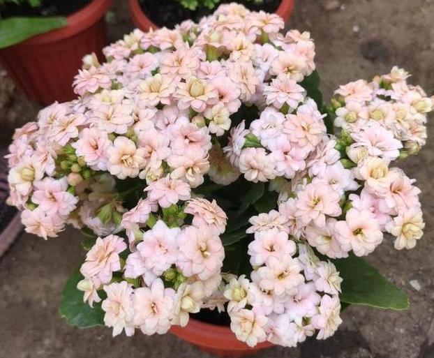 发育不良|修剪完长寿花该怎么善后做好这4项工作，一茬接一茬开花