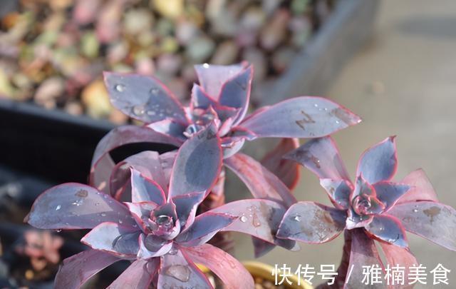 小株|发现一些晚霞多肉的老桩，在逆开挂区如何养出有状态的晚霞