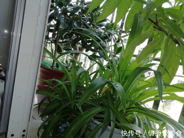 “生根剂”还需要买？路边捡点，直接扔盆里，30天就能看白根！