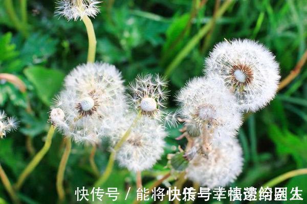 猕猴桃|若想甲状腺健康,6种食物可记在小本本上,懂得食用,消散结节