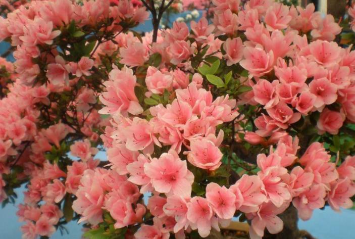 红掌|花市五大年宵花，好看却难养，告诉你“技巧”，养好没难度！