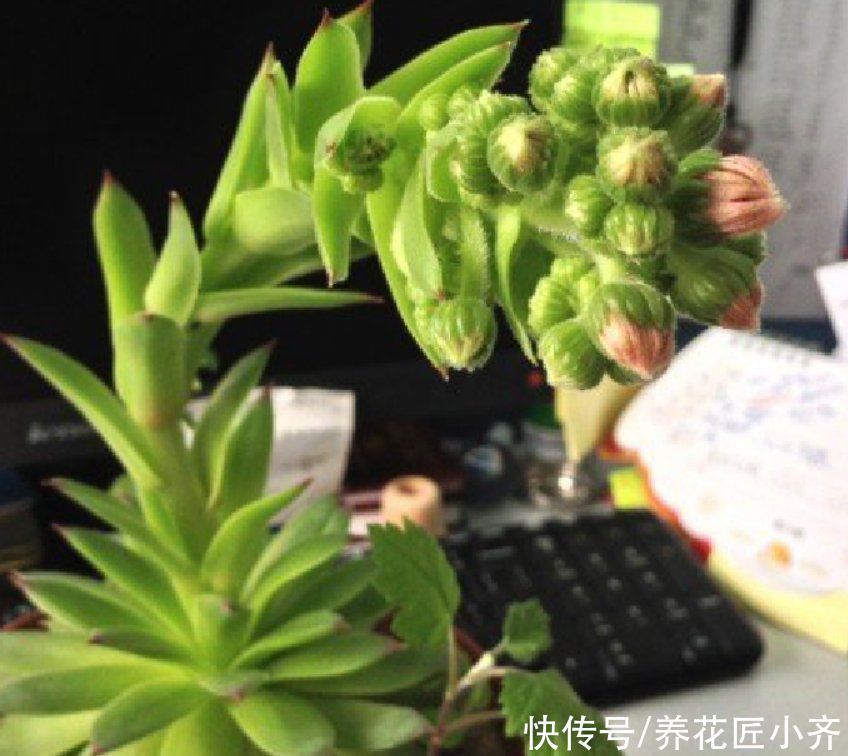 多肉|6种多肉看到它们开花,别着急剪掉,因为太难得,很少有人能见到