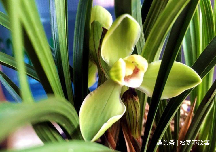 种花人|富贵又招财的几种花,鸿运当头,添福添财,从年头旺到年尾