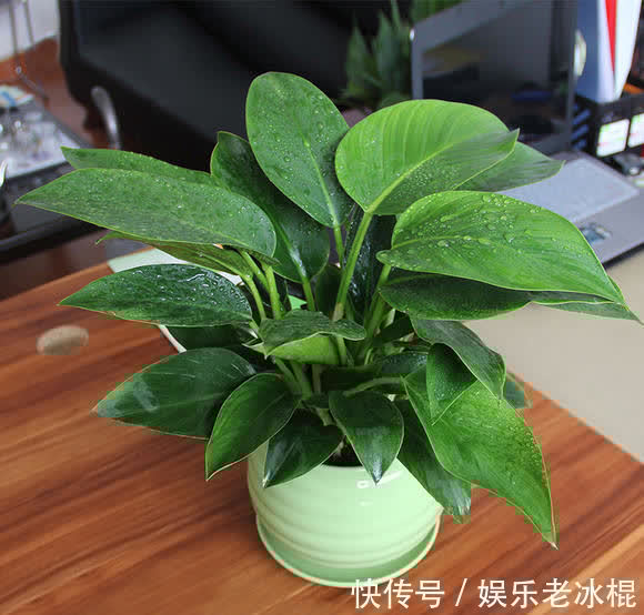 消毒|家庭养花:该怎么给土壤杀菌消毒?简易高效的手段有3种