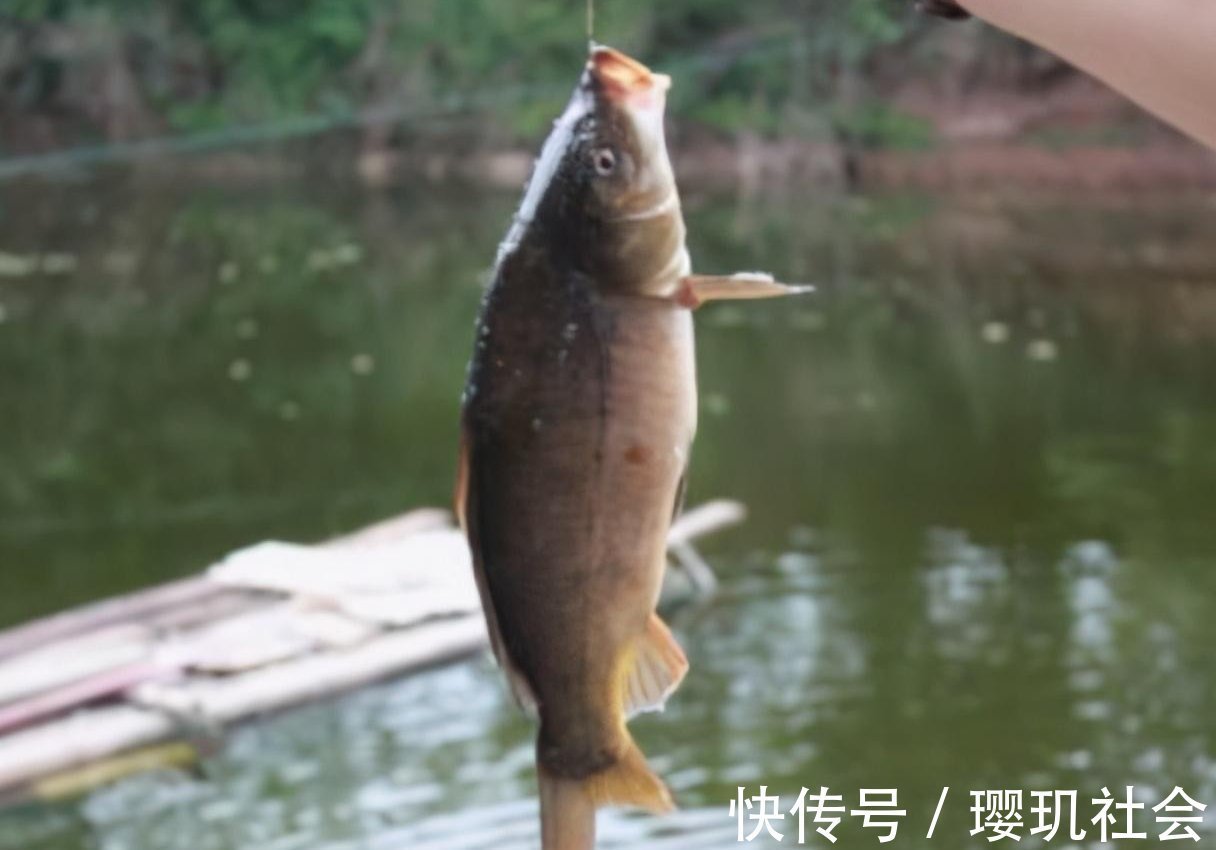 野钓很少钓到大鱼?分享几个小技巧,让你垂钓事半功倍