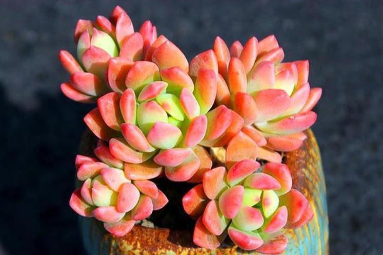 多肉长花箭就剪掉?4种多肉,“花箭”再多也不能剪,剪了后悔