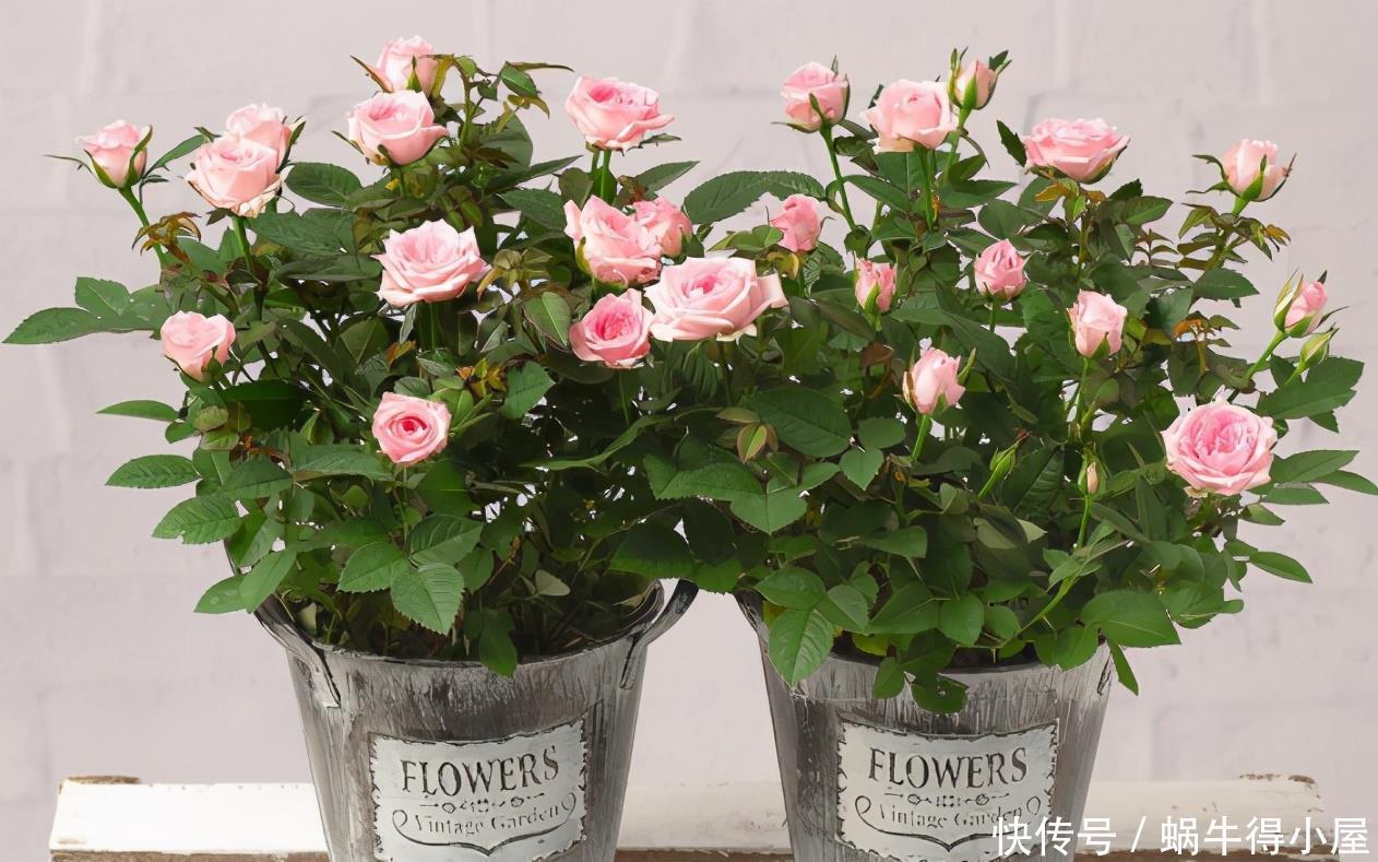 枝条|养月季,该从哪些地方着手防治病虫害,让植株开花漂亮?