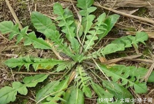 大肚子|鸡蛋和此物一起炒，头不昏了，眼不花了，大肚子平了，早知早受益