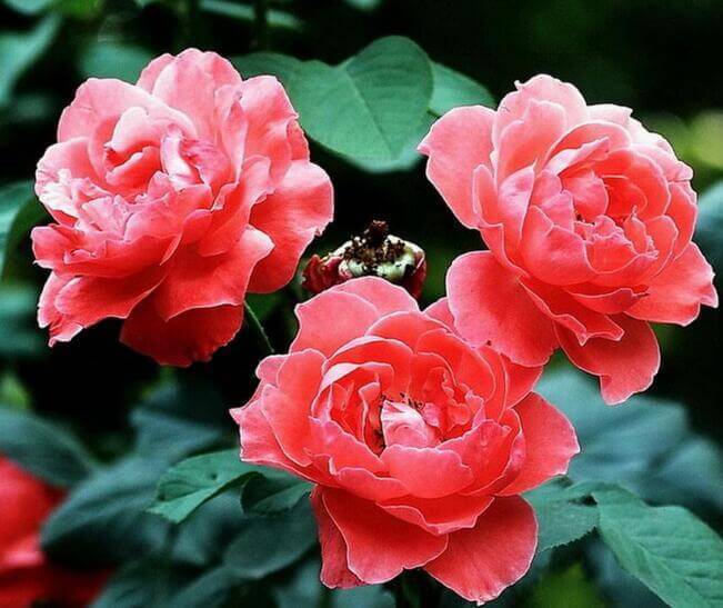 月季花什么时候扦插最好教你3种养护方法,月季花鲜艳又好看