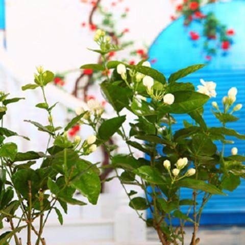 这6中“招财镇宅”的花卉!有钱人家里都养“它们”!好看又精致