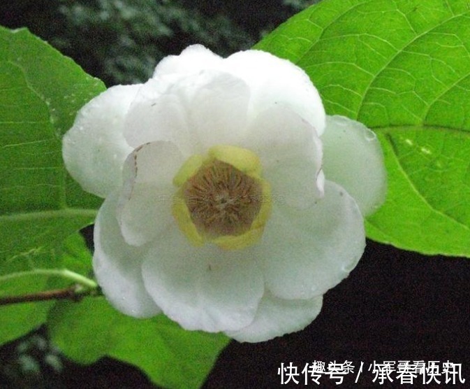 蜡梅|此花是国家重点二级保护植物,姿态优美,花大色白,十分诱人