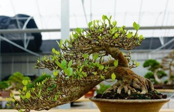 富贵人家爱摆“6种花”,不仅外形美,还越养越值钱,再贵也要买!