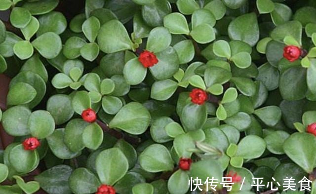 植株|胡大妈养“金枝玉叶”，每次都用“3个方法”，个个都开花，美