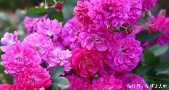 甜蜜马车|新手养花,不如养盆花中精品“甜蜜马车”,花团锦簇,生机盎然